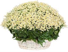 Цветочная композиция из Ромашки в корзине #REPLACE_PRED# Новольвовск